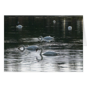 Fütternde Schwäne, Roath Park See, Cardiff