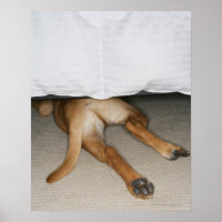 Fütterung und Schwanz von gelbe Labrador Hund vers