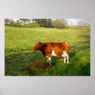 Fütterungszeit für Guernsey-Kuh Poster