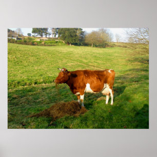 Füttre der Zeit für die Kuh von Guernsey Poster