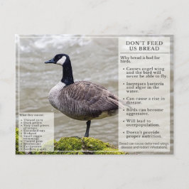 Füttre kein Brot zu Vögeln Postkarte Kanada Gans