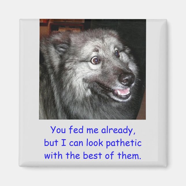 Füttre nicht das Dog Magnet (Vorne)