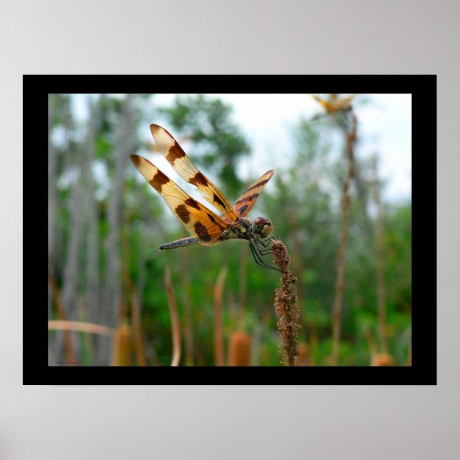 Füttre Poster (Vorne)