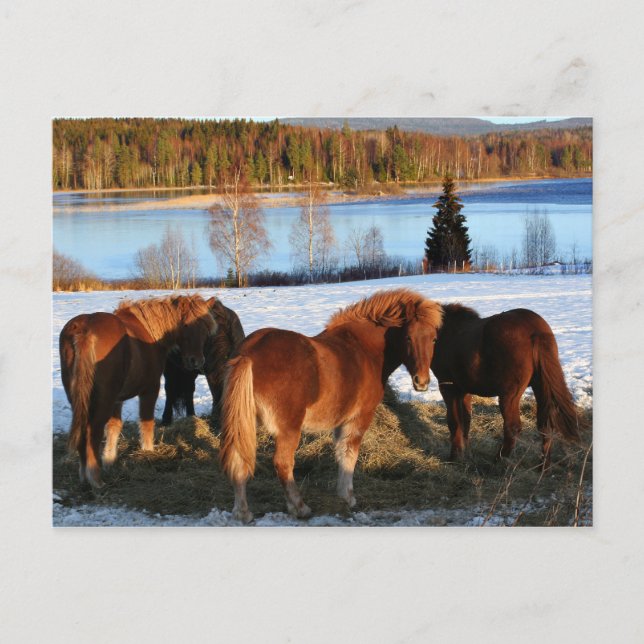 Füttre Postkarte (Vorderseite)