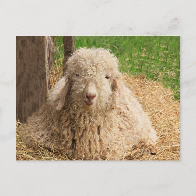Fuzzy Baby Angora Goat Postcard Postkarte (Vorderseite)