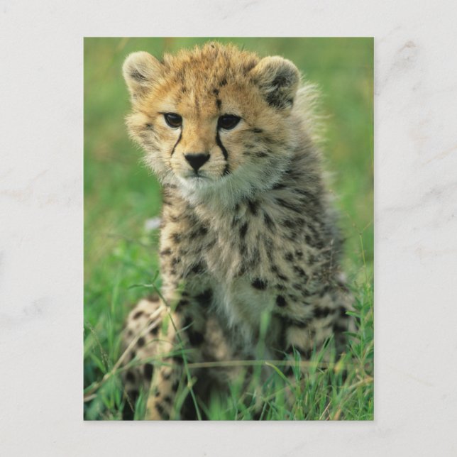 Fuzzy Cheetah Cub Postkarte (Vorderseite)