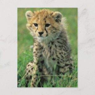 Fuzzy Cheetah Cub Postkarte