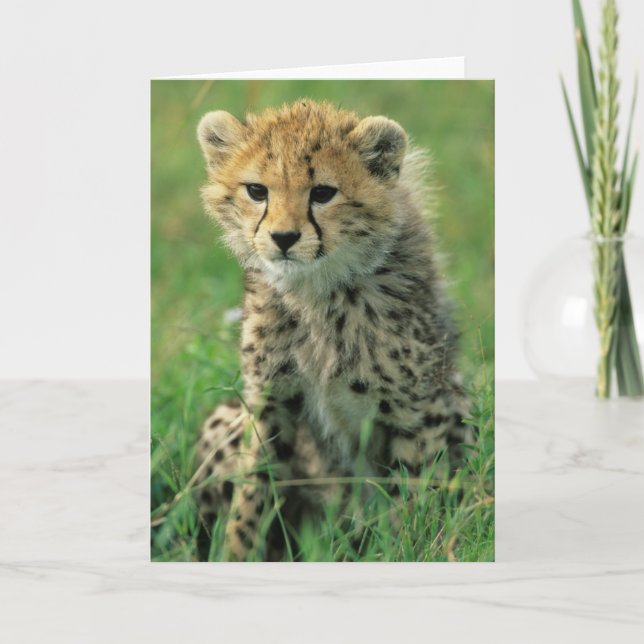 Fuzzy Cheetah Cube Karte (Vorderseite)