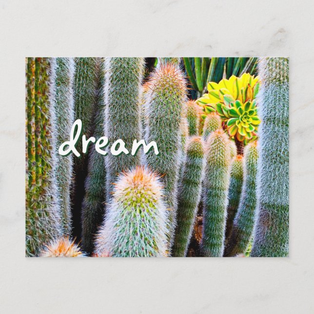Fuzzy Green Cactus Fotografy Dream Script Bold Postkarte (Vorderseite)