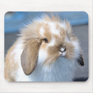 Fuzzy Holland Mini Zwarf Lop Bunny Rabbit Mousepad