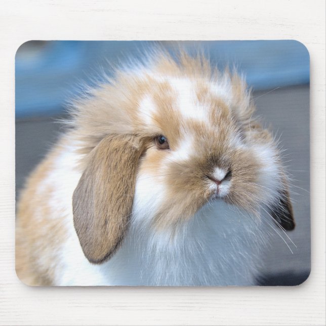 Fuzzy Holland Mini Zwarf Lop Bunny Rabbit Mousepad (Vorne)