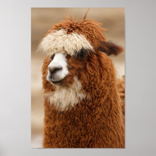 Fuzzy Llama Poster