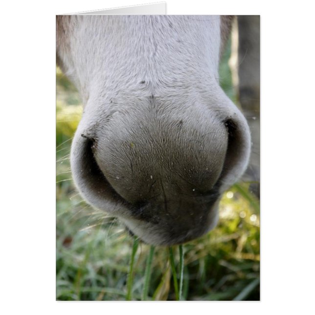 Fuzzy Nose Card (Vorne)