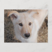 Fuzzy Puppy