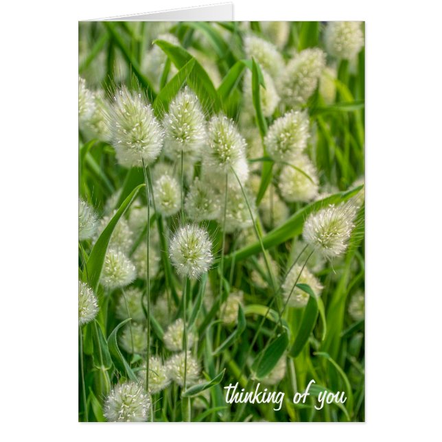 Fuzzy Schwanz Pflanze denken Sie an Sie (Vorne)