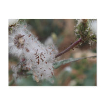 Fuzzy White Dandelion