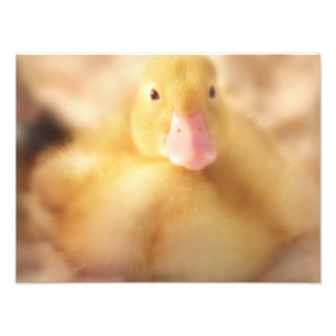 Fuzzy Yellow Duck Easter Baby Duckling Fotodruck