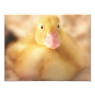 Fuzzy Yellow Duck Easter Baby Duckling Fotodruck