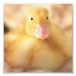 Fuzzy Yellow Duck Easter Baby Duckling Fotodruck