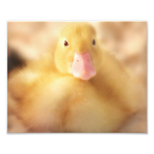 Fuzzy Yellow Duck Easter Baby Duckling Fotodruck