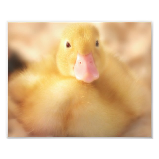 Fuzzy Yellow Duck Easter Baby Duckling Fotodruck (Vorne)