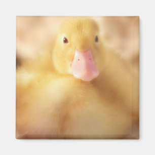 Fuzzy Yellow Duck Easter Baby Duckling Magnet