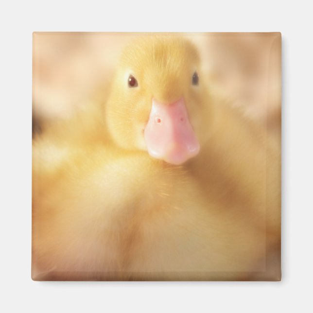 Fuzzy Yellow Duck Easter Baby Duckling Magnet (Vorne)