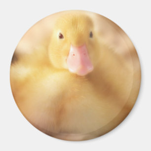 Fuzzy Yellow Duck Easter Baby Duckling Magnet