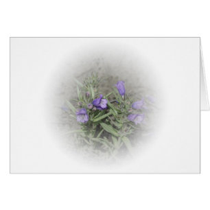 FuzzyZunge Penstemon (Penstemon eriantherus)