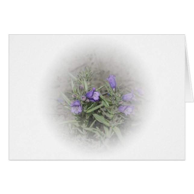 FuzzyZunge Penstemon (Penstemon eriantherus) (Vorderseite (Horizontal))