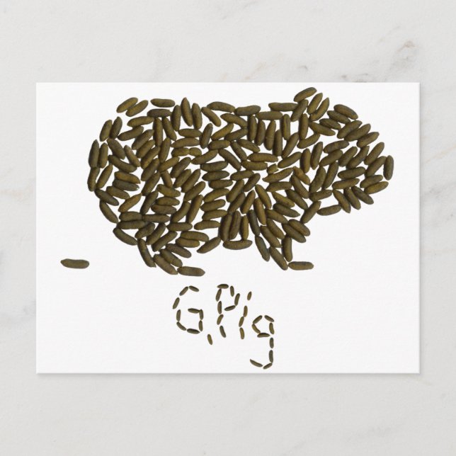 "G. Pig" mit klassischer Guinea Postkarte (Vorderseite)