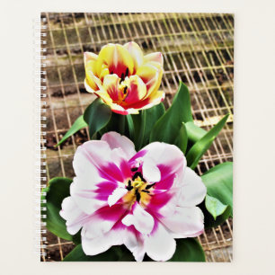 g Planer Rosa/Gelbe Tulpen