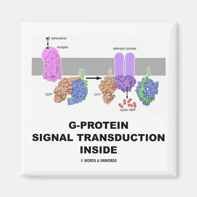 G-Protein-Signalübertragung innerhalb Magnet (Vorne)