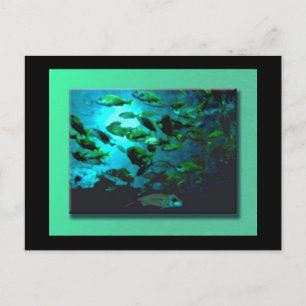 GA Aquarium Postkarte