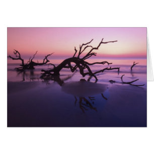 GA Jekyll Island, Baumfriedhof am Strand bei