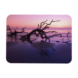 GA Jekyll Island, Baumfriedhof am Strand bei Magnet