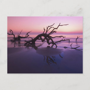 GA Jekyll Island, Baumfriedhof am Strand bei Postkarte
