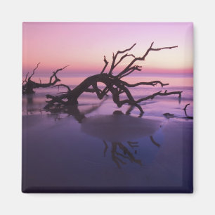 GA Jekyll Island, Tree Friedhof am Strand Magnet