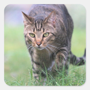 Gabe Quadratischer Aufkleber