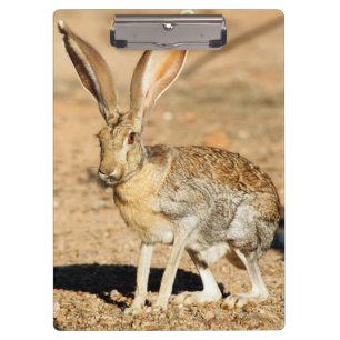 Gabelantilope-Hasen Kaninchen Portrait, Arizona Klemmbrett