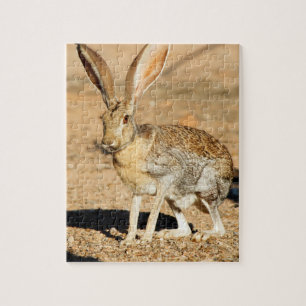 Gabelantilope-Hasen Kaninchen Portrait, Arizona Puzzle