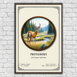 Gabelbock (Amerikanische Antilope) Zoologie-Serie Poster