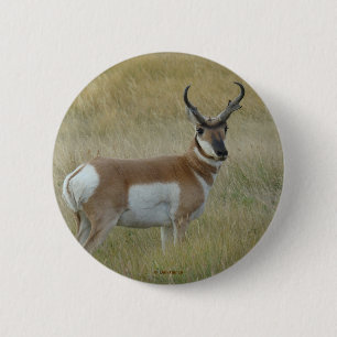 Gabelbock-Antilope A1 Button