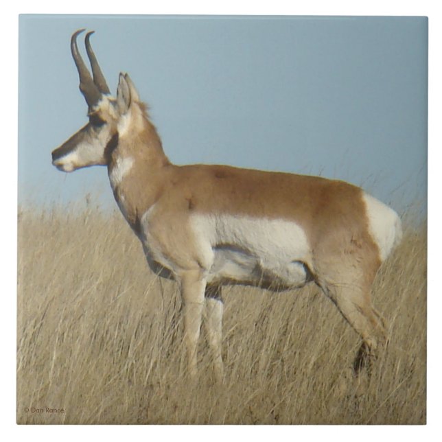 Gabelbock Antilope Fliese (Vorderseite)