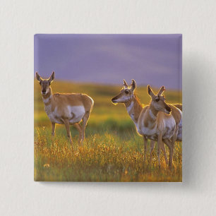 Gabelbock-Antilope in Montana Button