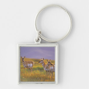 Gabelbock-Antilope in Montana Schlüsselanhänger