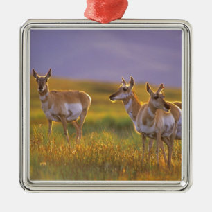 Gabelbock-Antilope in Montana Silbernes Ornament