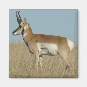 Gabelbock Antilope Magnet
