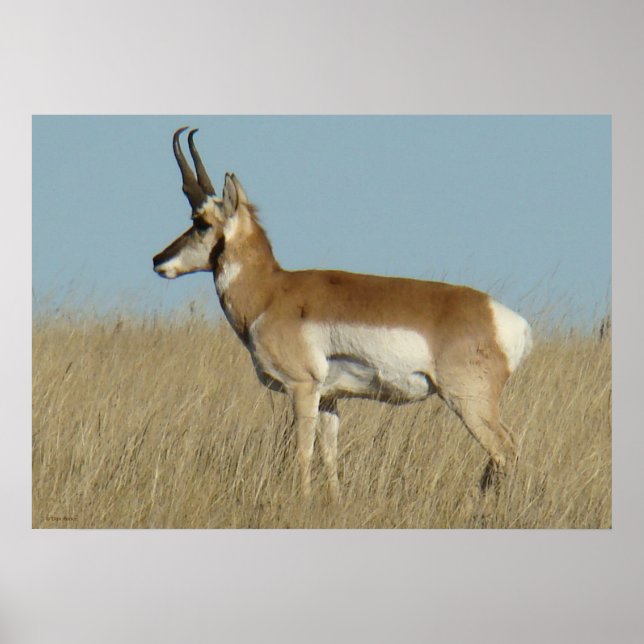 Gabelbock Antilope Poster (Vorne)