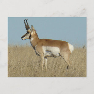 Gabelbock Antilope Postkarte